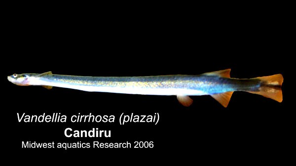 Top[-]5[-]loài[-]vật[-]có[-]khả[-]năng[-]giết[-]người[-]"kinh[-]hãi"[-]1